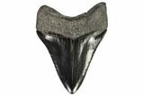 Serrated, Fossil Megalodon Tooth - Grey Enamel #107255-2